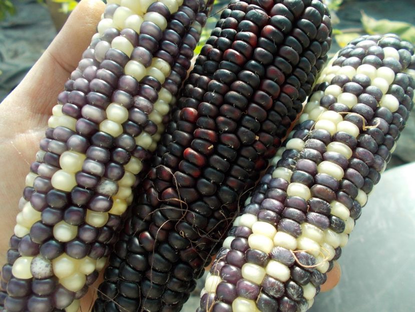  - SEMINTE PORUMB - PURPLE CORN - P 14