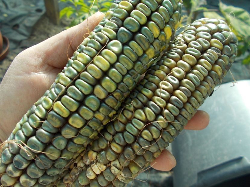  - SEMINTE PORUMB VERDE - OAXACAN GREEN - P 24