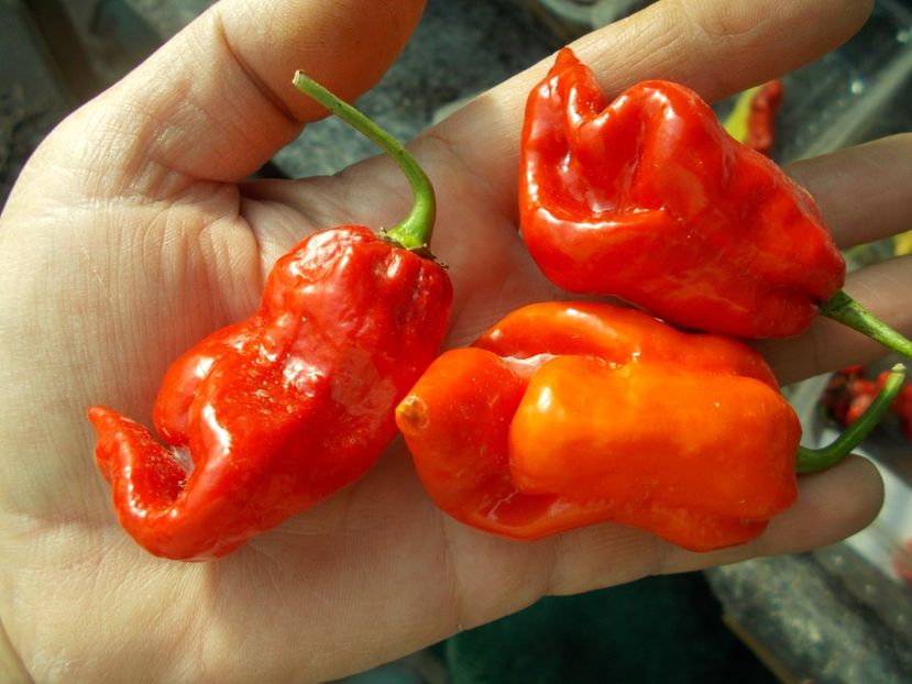  - SEMINTE ARDEI IUTE - AI 91 PIMENTA MORANGA X TRINIDAD SCORPION - NEIZOLAT