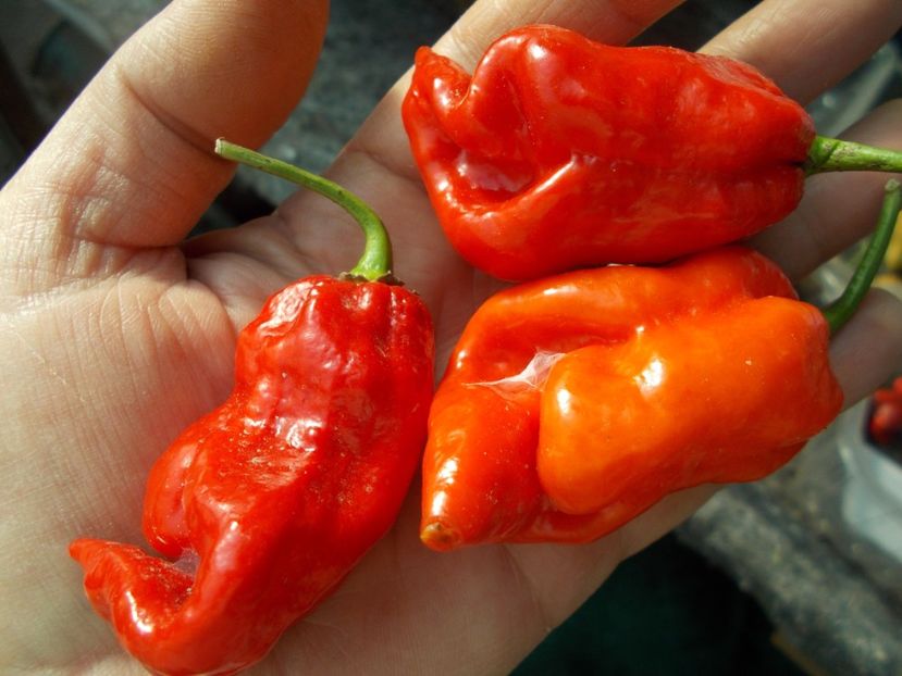  - SEMINTE ARDEI IUTE - AI 91 PIMENTA MORANGA X TRINIDAD SCORPION - NEIZOLAT