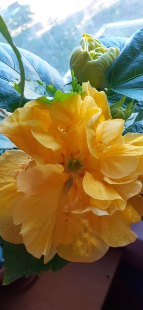 Koening - Hibiscus 2015-2024