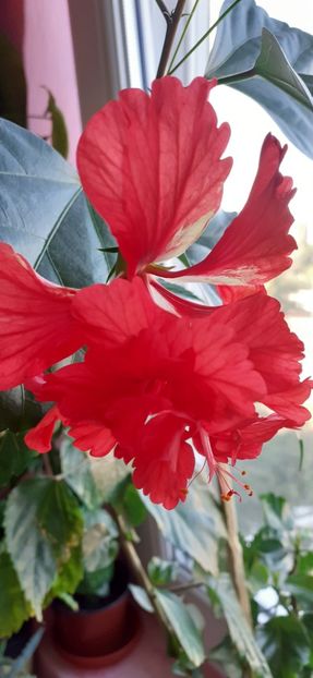  - Hibiscus 2015-2024