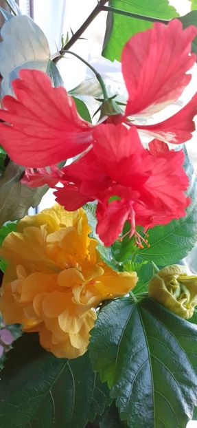  - Hibiscus 2015-2024