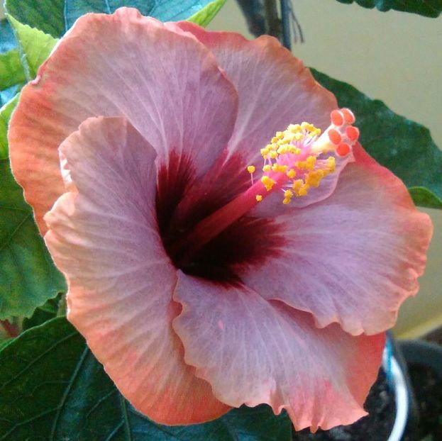  - Hibiscus Lucy