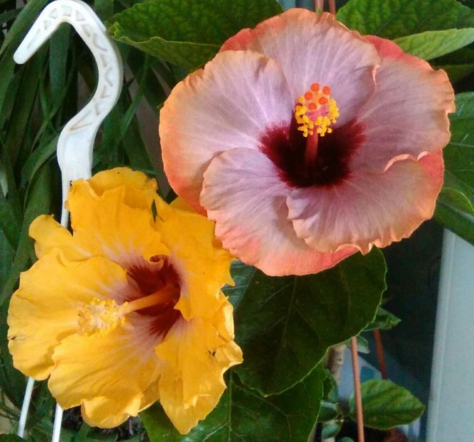  - Hibiscus Lucy