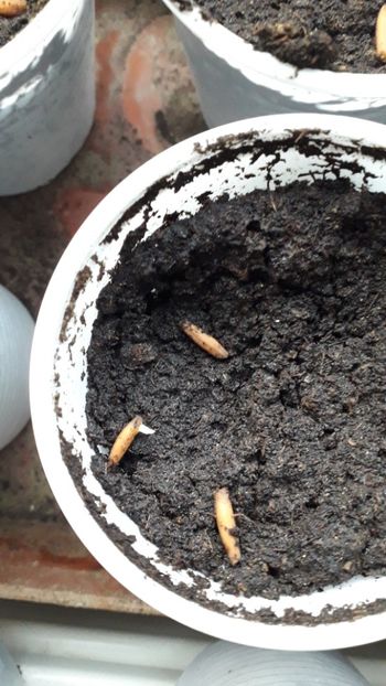  - metoda mea de germinare a semintelor de hibiscus tropical