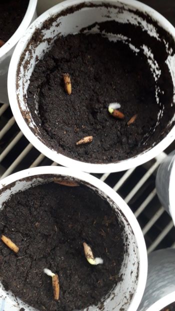  - metoda mea de germinare a semintelor de hibiscus tropical