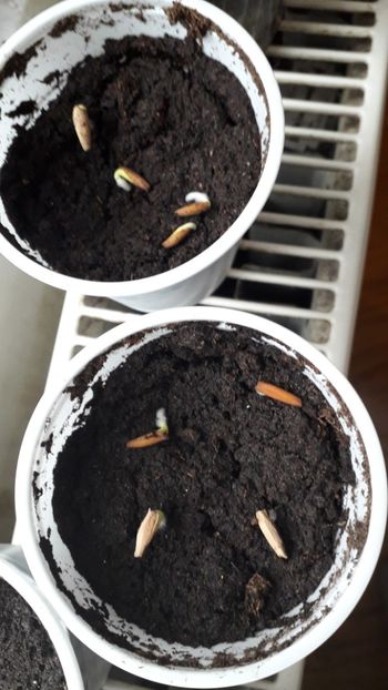  - metoda mea de germinare a semintelor de hibiscus tropical