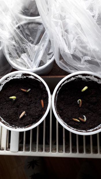  - metoda mea de germinare a semintelor de hibiscus tropical