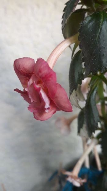  - 0001 2022 - Amelia Vitorino