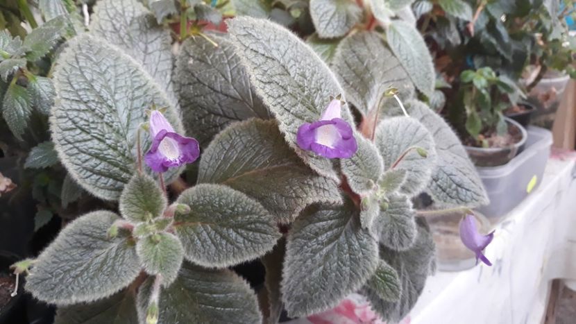  - 2019 - EUCODONIA si xSMITHICODONIA