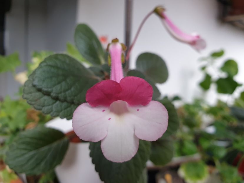 Stone_s Yulia - Sinningia 2019