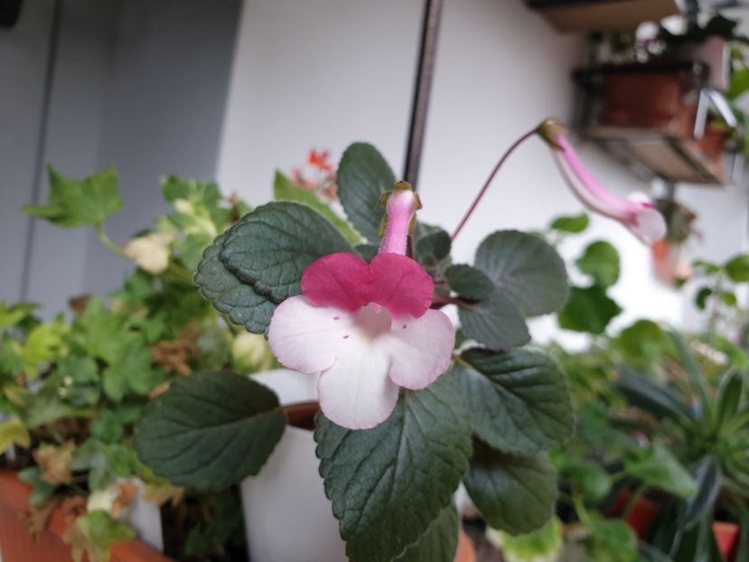 Stone_s Yulia - Sinningia 2019