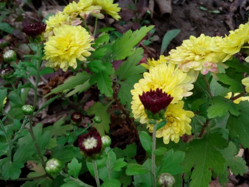  - Aster- tufănele