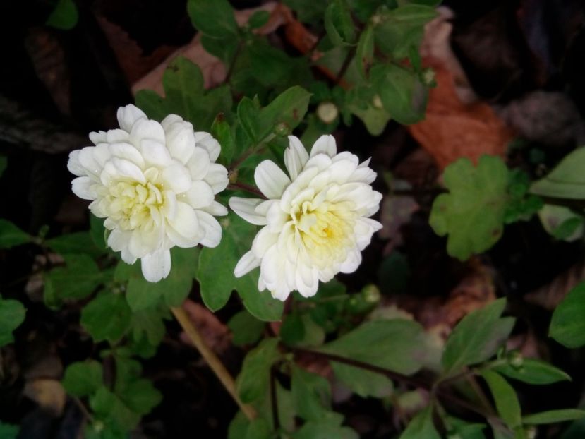  - Aster- tufănele