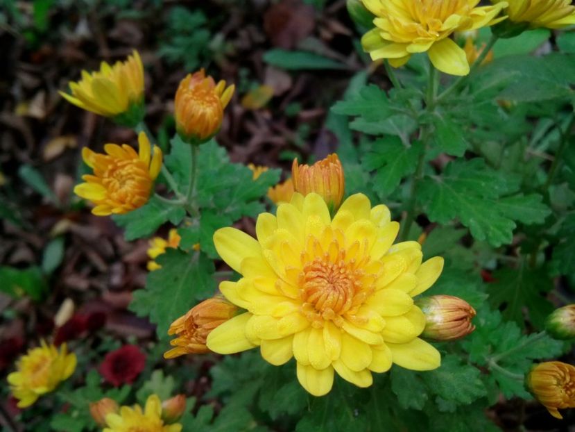  - Aster- tufănele
