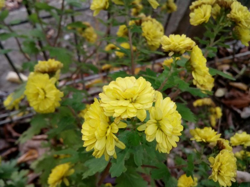  - Aster- tufănele