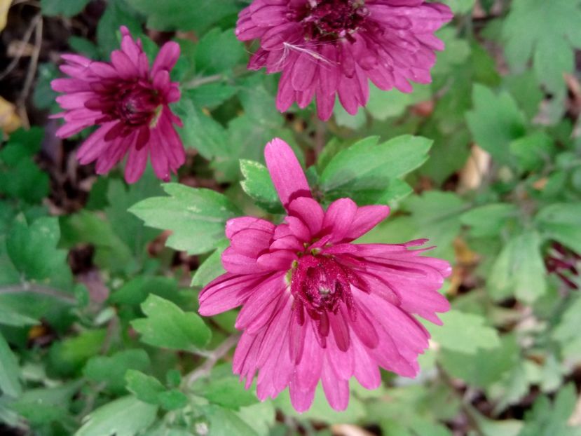  - Aster- tufănele