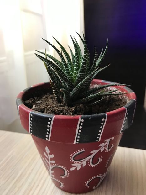 Haworthia Attenuata - Cactusi si suculente