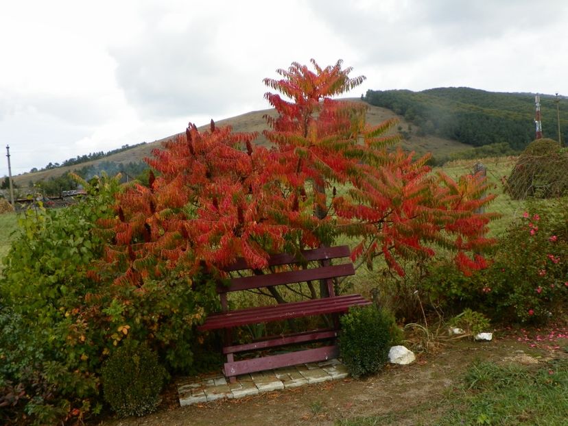 rhus typhina laciniata - Dobarland 2019 4