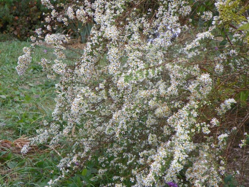 aster ericoides Schneetanne - Dobarland 2019 4