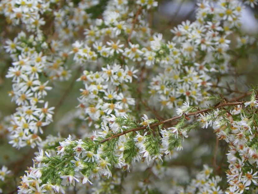 aster ericoides Schneetanne - Dobarland 2019 4