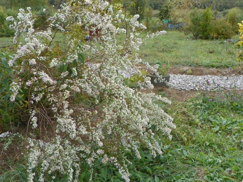 aster ericoides Schneetanne - Dobarland 2019 4