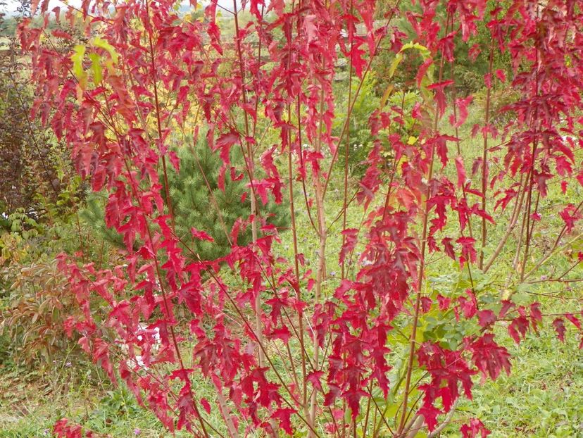 acer tataricum - Dobarland 2019 4