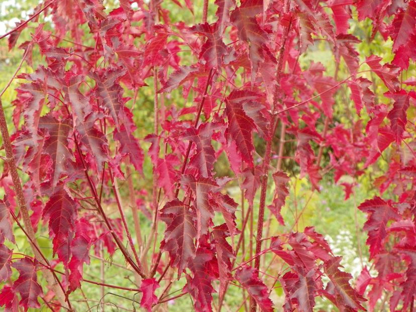 acer tataricum - Dobarland 2019 4