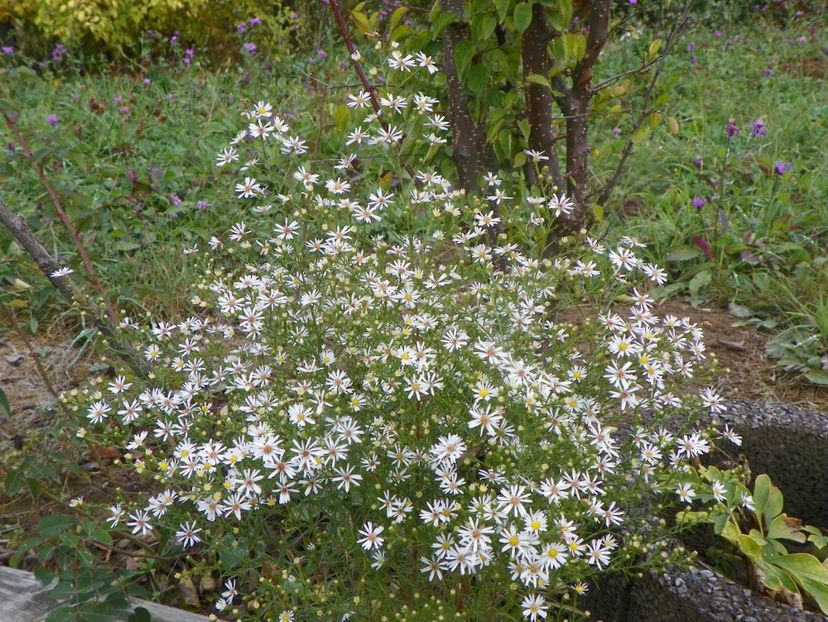 aster pringlei Monte Cassino - Dobarland 2019 4
