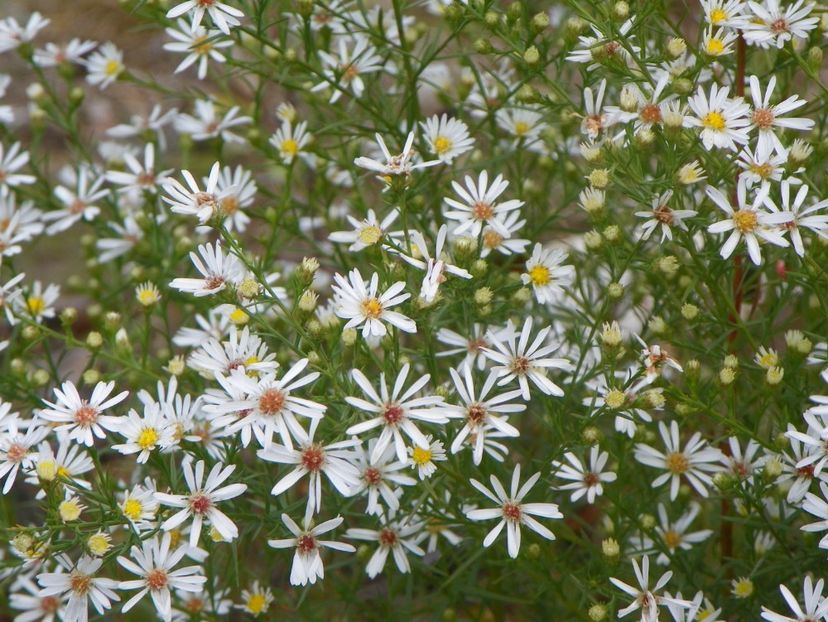 aster pringlei Monte Cassino - Dobarland 2019 4