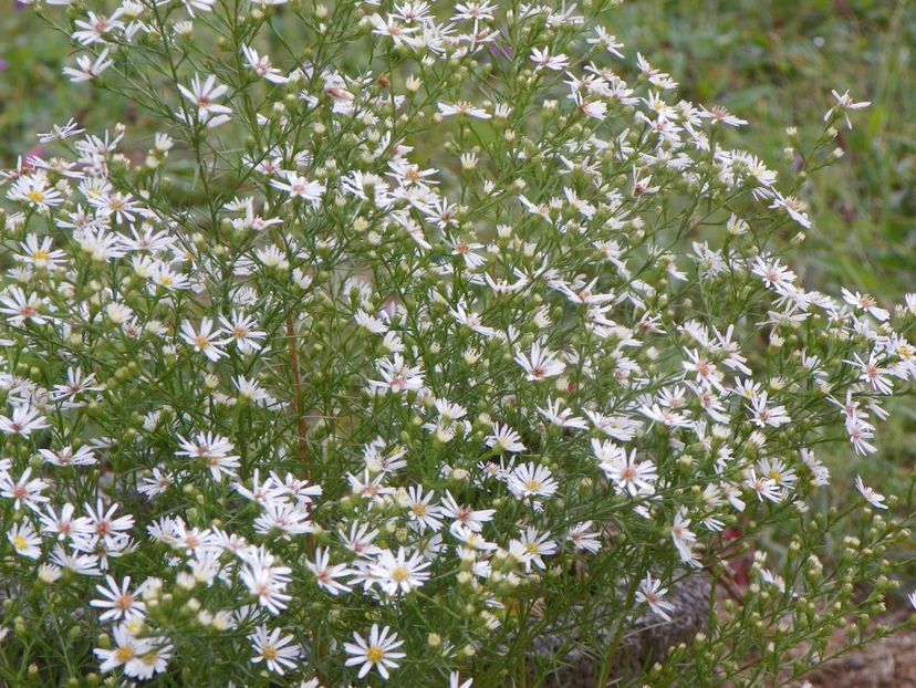 aster pringlei Monte Cassino - Dobarland 2019 4
