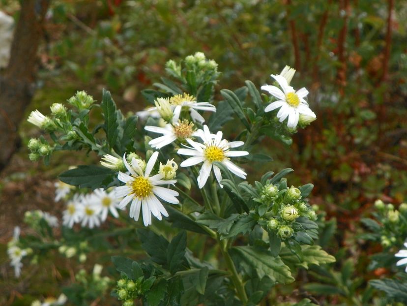 aster ageratoides Ashvi - Dobarland 2019 4