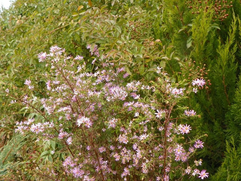 aster eicoides Esther - Dobarland 2019 4