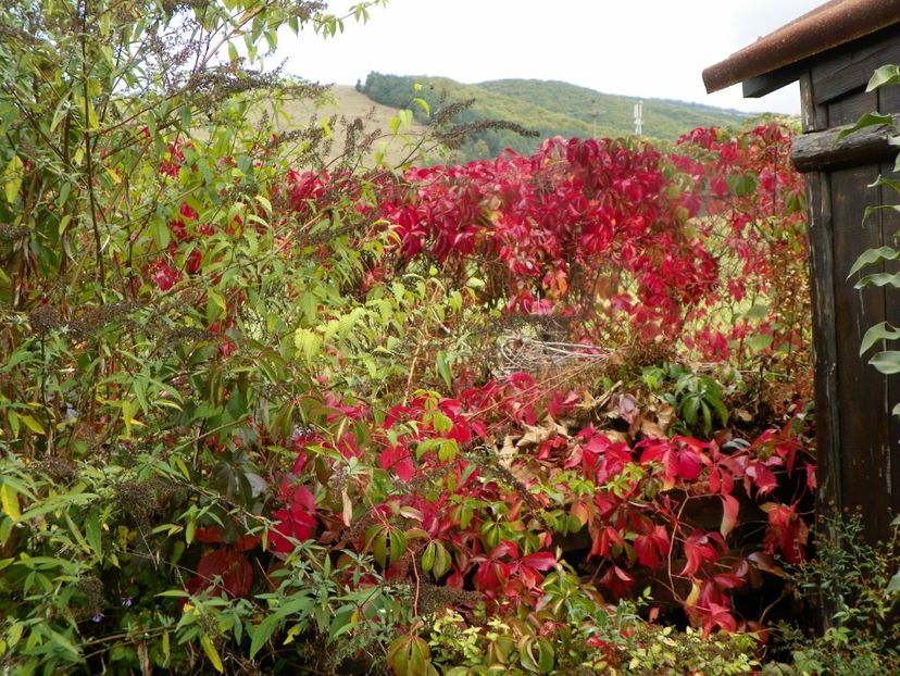 parthenocissus quinquefolia - Dobarland 2019 4