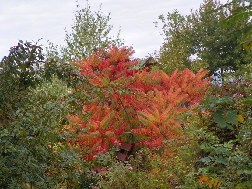 rhus typhina laciniata - Dobarland 2019 4