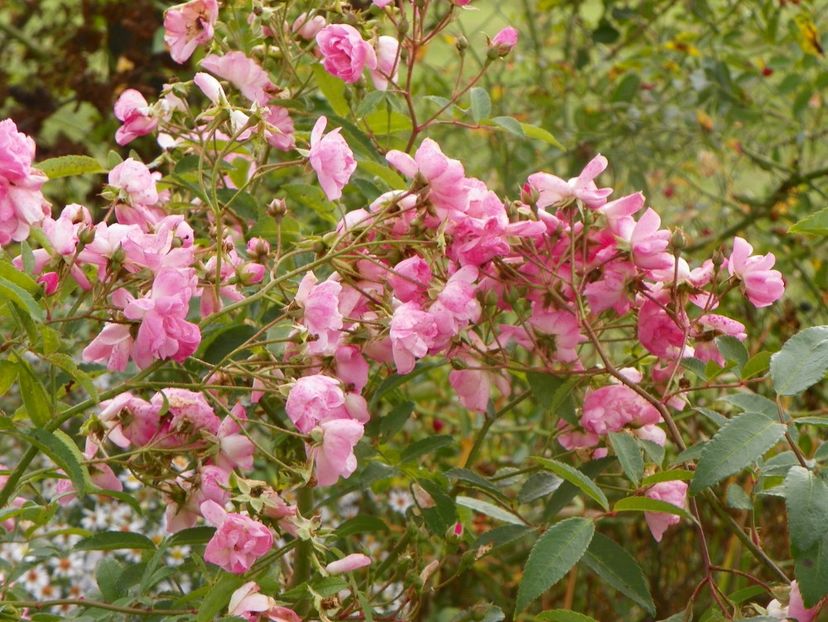 Heavenly Pink - Trandafiri 2019 5