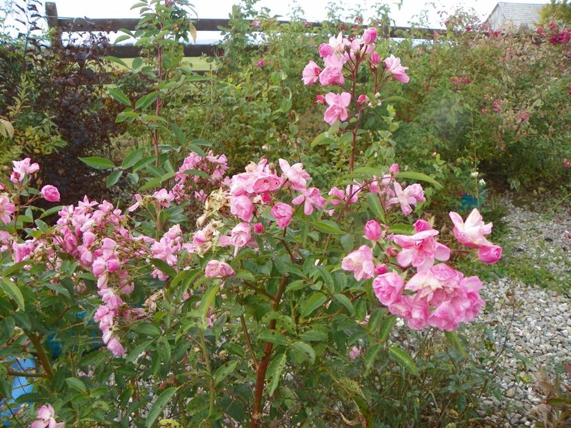 Heavenly Pink - Trandafiri 2019 5