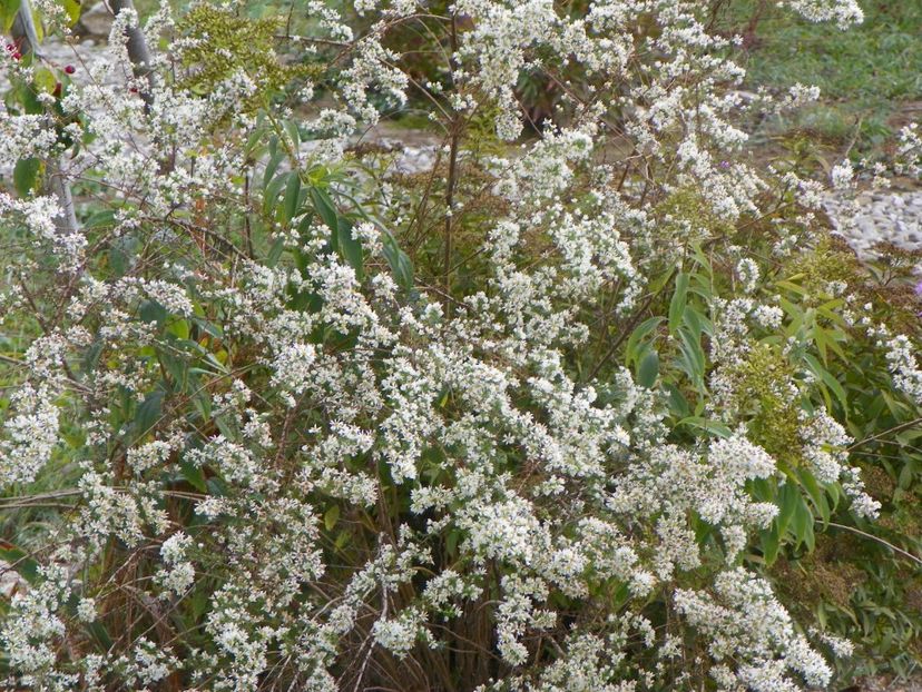 aster ericoides Schneetanne - Dobarland 2019 4