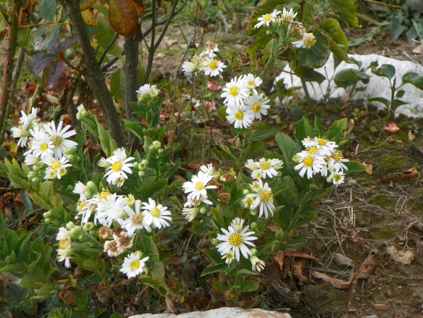 aster ageratoides Starshine - Dobarland 2019 4