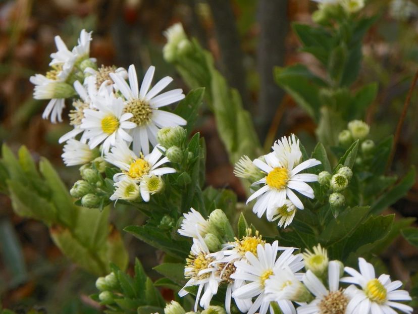 aster ageratoides Starshine - Dobarland 2019 4