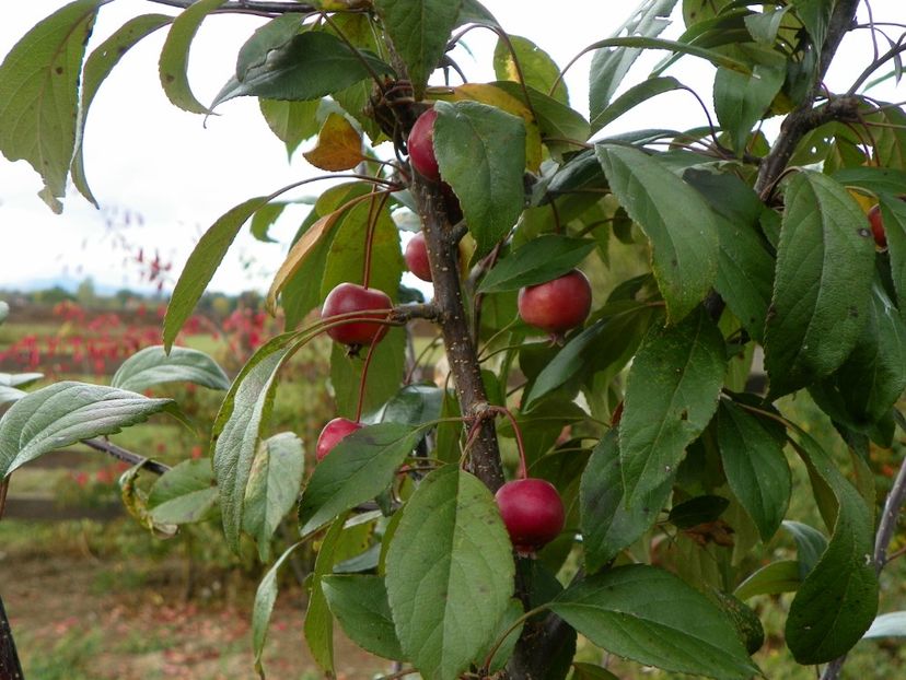 malus floribunda - Dobarland 2019 4