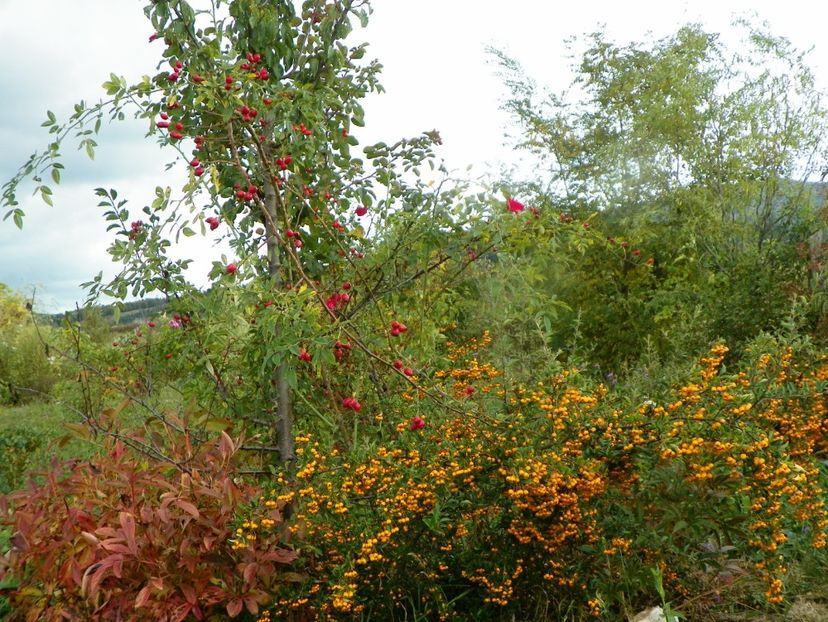 pyracantha Soleil dOr - Dobarland 2019 4