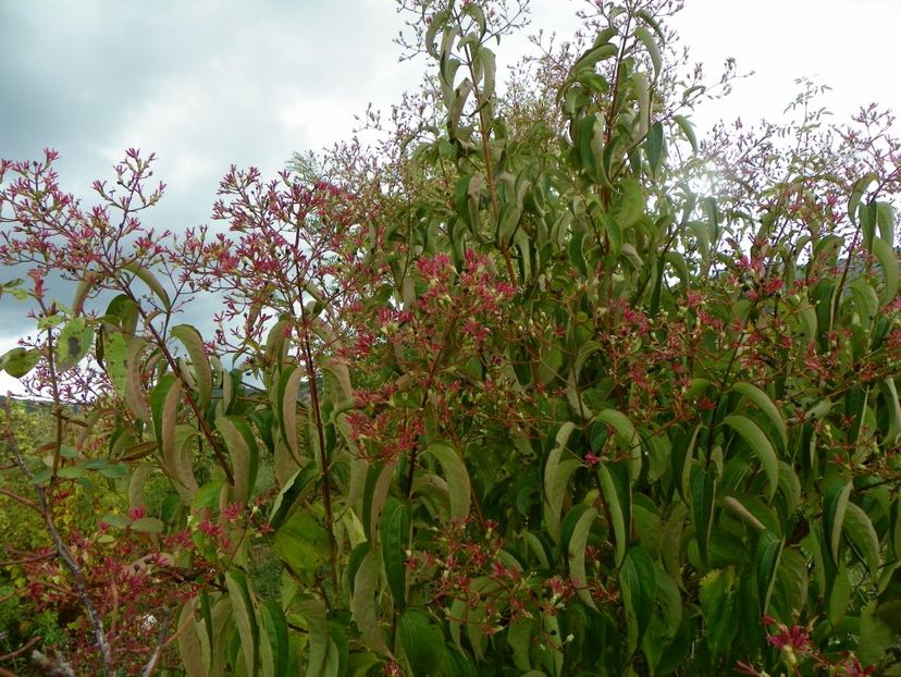 heptacodium miconioides - Dobarland 2019 4