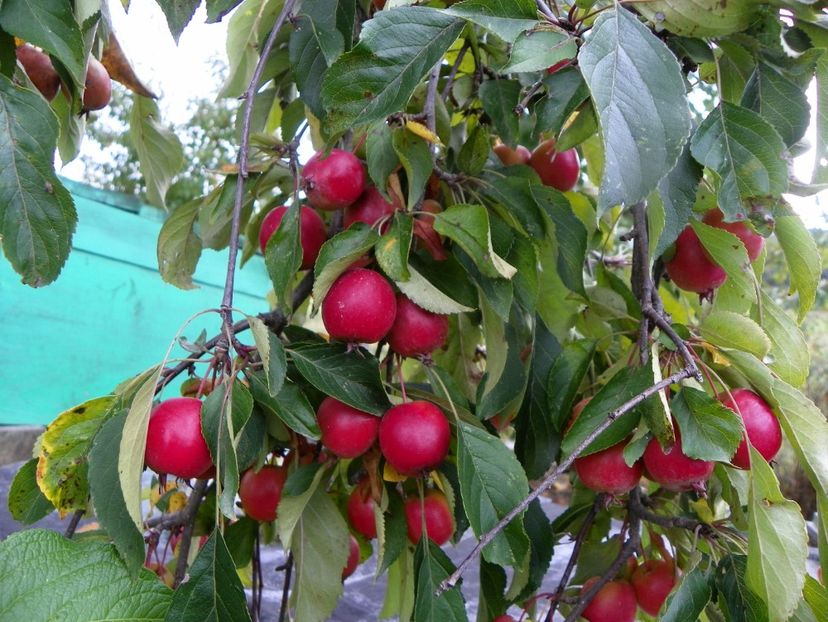 malus Cheal's Weeping - Dobarland 2019 4