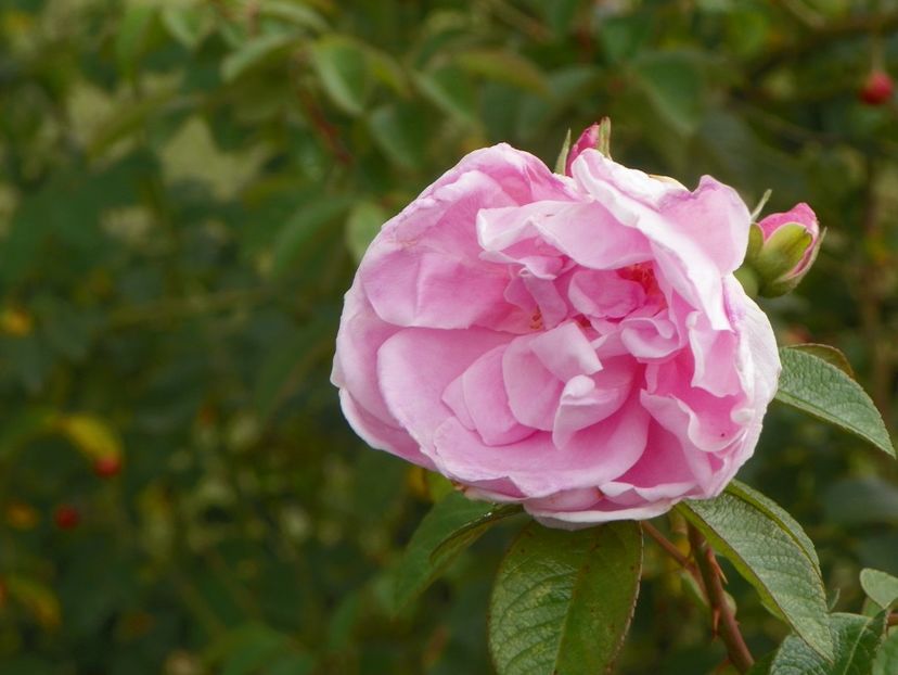 Sarah van Fleet - Trandafiri 2019 5