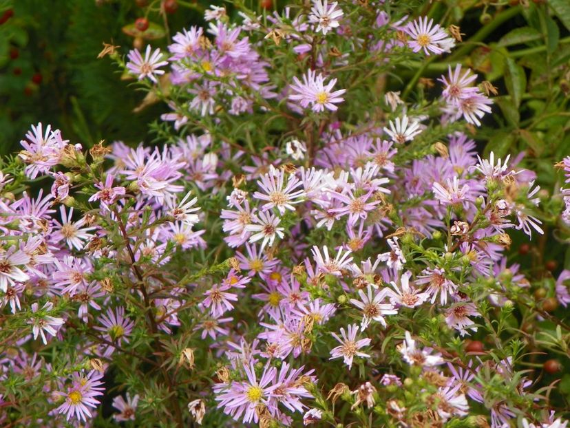 aster ericoides Esther - Dobarland 2019 4