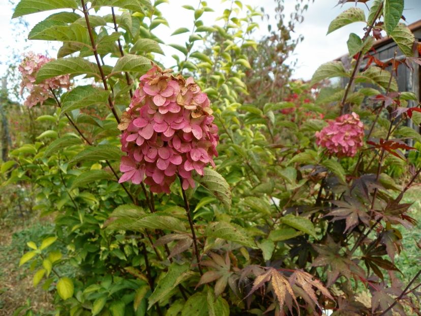 hydrangea pan. Fraise Melba - Dobarland 2019 4