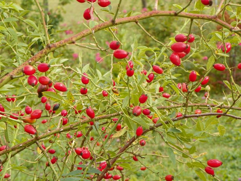 rosa canina - Dobarland 2019 4