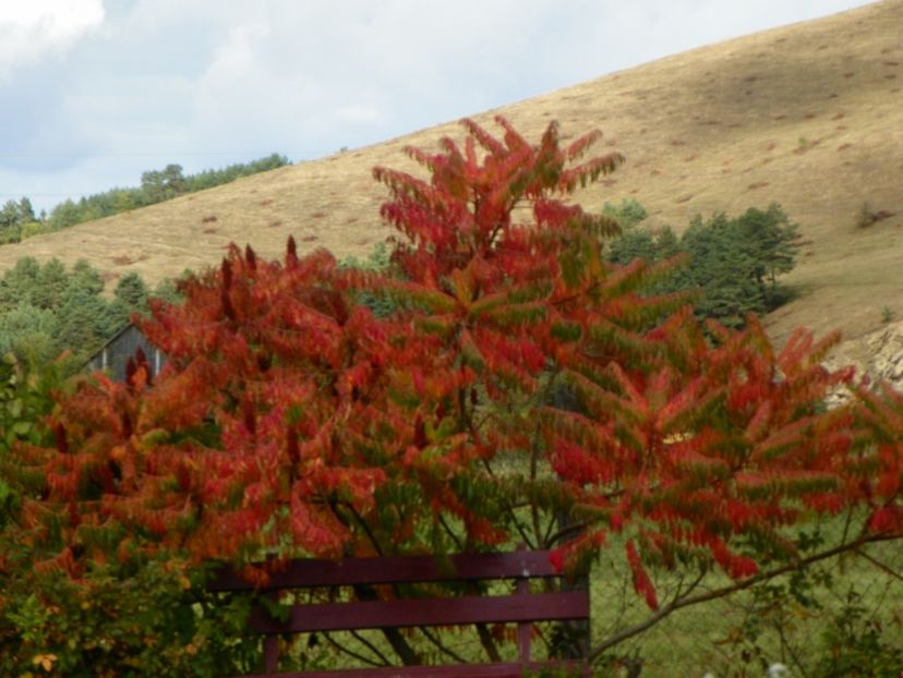 rhus typhina laciniata - Dobarland 2019 4